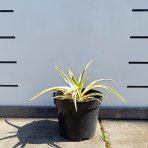 Juka nádherná (Yucca gloriosa) ´CITRUS TWIST´® - výška 10 cm ⌀15-25 cm, kont. C2L (-20°C)